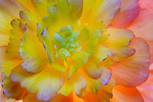 Tribe Prints: USA, Washington, Seabeck. A back-lit, glowing begonia blossom