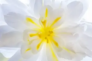 USA, Washington, Seabeck. Begonia blossom close-up