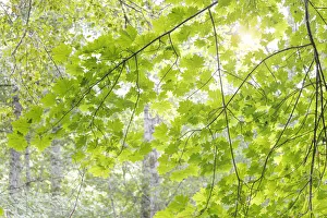 Images Dated 15th August 2015: USA, Washington, Seabeck. Big leaf maple leaves
