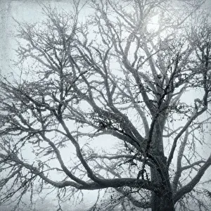 Images Dated 28th November 2016: USA, Washington, Seabeck. Big leaf maple tree in fog