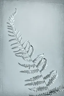 Colorized Prints: USA, Washington, Seabeck. Bracken fern abstract