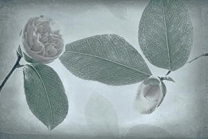 Images Dated 13th June 2016: USA, Washington, Seabeck. Camellia leaves and buds close-up
