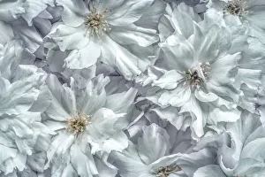 USA, Washington, Seabeck. Cherry blossoms abstract