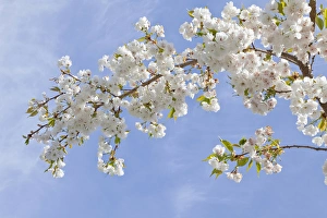 Images Dated 23rd April 2012: USA, Washington, Seabeck. Cherry blossoms against blue sky