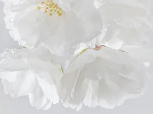 USA, Washington, Seabeck. Cherry blossoms close-up