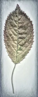 Muted Prints: USA, Washington, Seabeck. Cherry leaf close-up