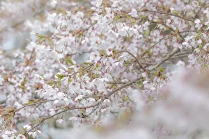 Images Dated 8th April 2017: USA, Washington, Seabeck. Cherry tree blossoms