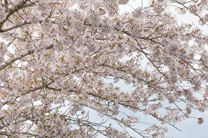 Images Dated 8th April 2017: USA, Washington, Seabeck. Cherry tree blossoms