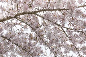 Images Dated 8th April 2017: USA, Washington, Seabeck. Cherry tree blossoms