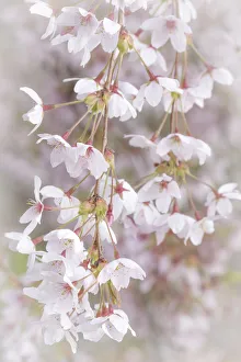 Images Dated 8th April 2017: USA, Washington, Seabeck. Cherry tree blossoms close-up