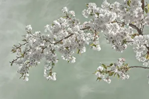 USA, Washington, Seabeck. Cherry tree blossoms in spring