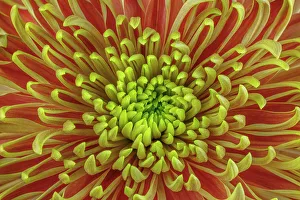 USA, Washington, Seabeck. Close-up of chrysanthemum blossom
