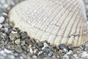 Images Dated 3rd September 2011: USA, Washington, Seabeck. Close-up of cockle shell in Hood Canal