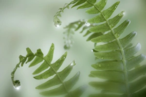 Images Dated 9th May 2010: USA, Washington, Seabeck. Close-up of dewy deer ferns