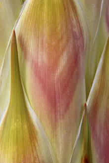 USA, Washington, Seabeck. Close-up of flower petals