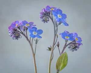 Images Dated 22nd April 2017: USA, Washington, Seabeck. Close-up of forget-me-not flowers