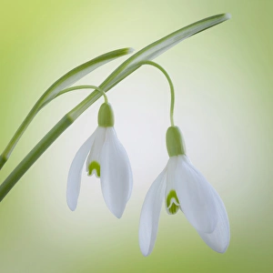 Images Dated 22nd February 2012: USA, Washington, Seabeck. Close-up of galanthus snowdrop flower