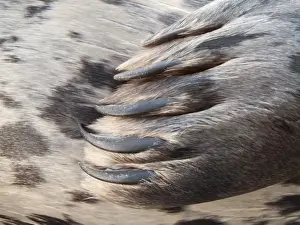 Images Dated 23rd January 2009: USA, Washington, Seabeck. Close-up of harbor seal flipper