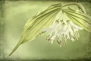 Images Dated 11th April 2014: USA, Washington, Seabeck. Close-up of Hookers fairy bell flowers. Credit as