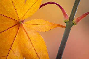 Images Dated 4th November 2012: USA, Washington, Seabeck. Close-up of maple leaf in autumn color