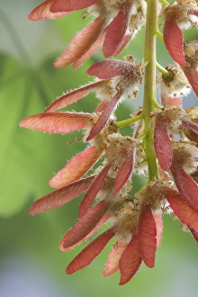 Images Dated 22nd May 2010: USA, Washington, Seabeck. Close-up of maple tree seeds