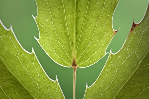 Images Dated 30th March 2010: USA, Washington, Seabeck. Close-up of Oregon grape plant