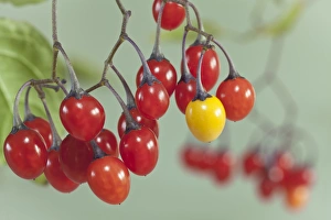 USA, Washington, Seabeck. Close-up of poisonous bittersweet nightshade berries. Credit as