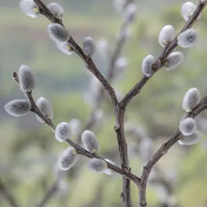 Images Dated 13th March 2017: USA, Washington, Seabeck. Close-up of pussy willows