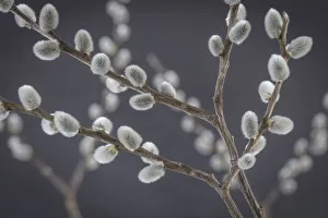 Images Dated 13th March 2017: USA, Washington, Seabeck. Close-up of pussy willows