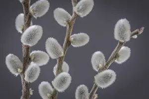 Images Dated 13th March 2017: USA, Washington, Seabeck. Close-up of pussy willows