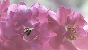 Images Dated 21st August 2015: USA, Washington, Seabeck. Close-up of rose blossoms
