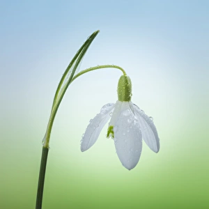 Stem Prints: USA, Washington, Seabeck. Close-up of snowdrop flower