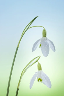 Images Dated 10th February 2016: USA, Washington, Seabeck. Close-up of snowdrop flowers