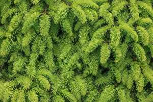 Needle Prints: USA, Washington, Seabeck. Close-up of spruce leaves