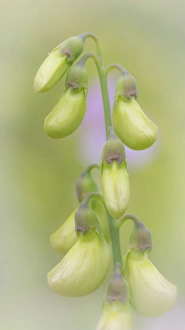 Tribe Prints: USA, Washington, Seabeck. Close-up of sweet pea buds