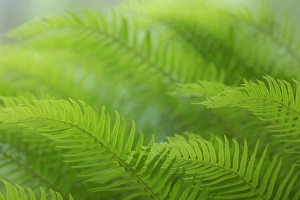 USA, Washington, Seabeck. Close-up of sword fern