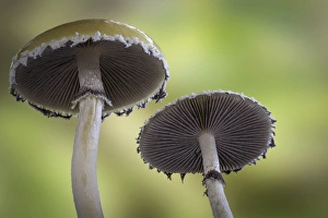 USA, Washington, Seabeck. Close-up underside of mushrooms