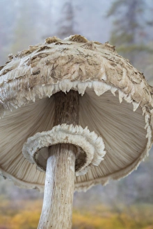 Images Dated 27th November 2012: USA, Washington, Seabeck. Close-up underside of shaggy parasol mushroom. Credit as
