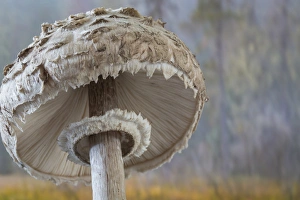 USA, Washington, Seabeck. Close-up underside of shaggy parasol mushroom. Credit as