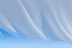 Images Dated 18th December 2012: USA, Washington, Seabeck. Close-up of a white feather on a blue background. Credit as