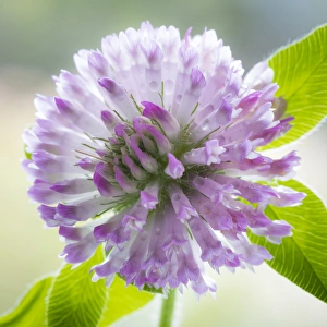 Clover Prints: USA, Washington, Seabeck. Clover blossom flowers