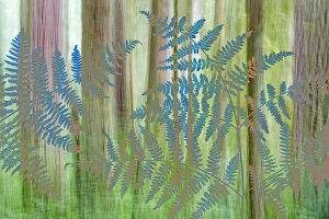 Images Dated 11th January 2015: USA, Washington, Seabeck. Collage of bracken ferns and forest