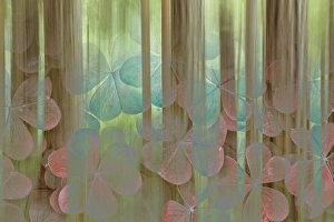 USA, Washington, Seabeck. Collage of oxalis and trees