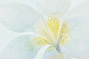 Crocus Prints: USA, Washington, Seabeck. Crocus blossom detail