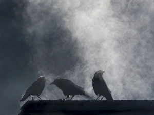 USA, Washington, Seabeck. Crows backlit with steam coming from sun on roof top. Credit as