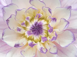 USA, Washington, Seabeck. Dahlia blossom close-up