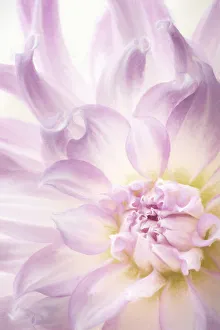 Painterly Prints: USA, Washington, Seabeck. Dahlia blossom close-up