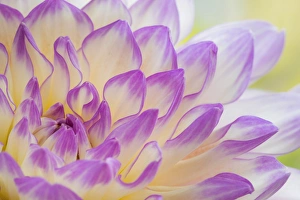 Images Dated 28th August 2015: USA, Washington, Seabeck. Dahlia flower close-up