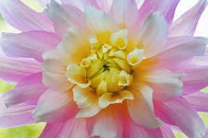 USA, Washington, Seabeck. Dahlia flower close-up