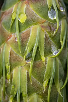 USA, Washington, Seabeck. Dew drops on Douglas fir cone